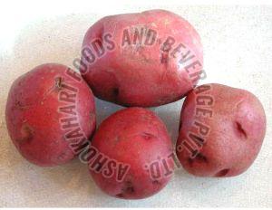 Fresh Red Potato, Packaging Size : 25Kg, Packaging Type : Gunny Bag