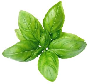 Fresh Italian Basil
