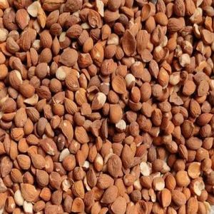 Dried Apricot Kernels, Color : Brown, Packaging Type : Sealed Bag