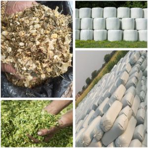 Corn Silage, Color : Golden, Packaging Type : PP Bag