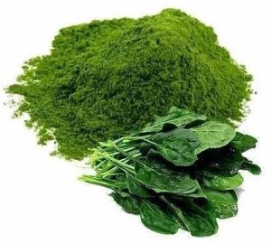 Dehydrated Spinach Powder, Color : Green, Purity : 100%