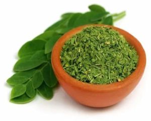 Dried Moringa Leaves for Medicinal