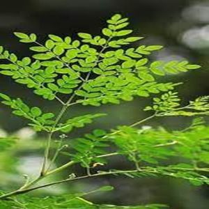 moringa leaves