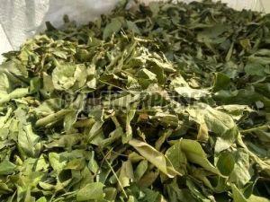 Dry Curry Leaves, Packaging Size : 25-50kg Food Grade
