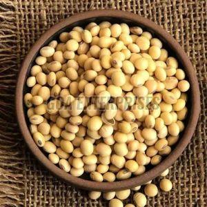 Indian Organic Whole Soybean