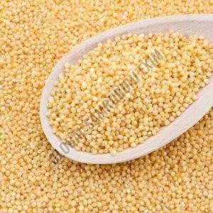 Natural A Grade White Little Millet, Packaging Type : Bag for Upma