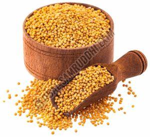 A Grade Yellow Mustard Seeds, Seed Type : Natural 12%