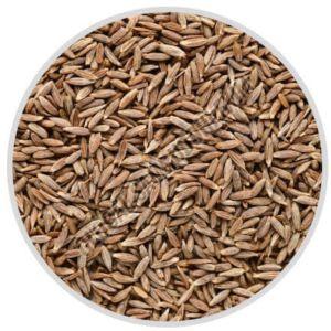 Cumin Seed Jeera