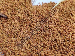 Dried Fenugreek Seed, Color : Brown, Packaging Type : Plastic Bag