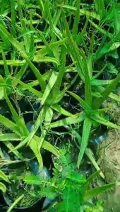 Aloe Vera Plant, Color : Green