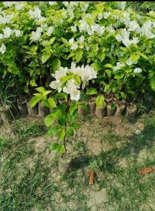 Bougainvillea Plant for Indoor Or Outdoor Decoration