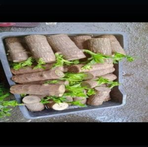 Brazilian Lucky Wood, Length : 0-10ft For Indoor Decor