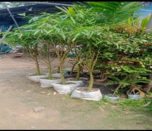 Buddha Belly Bamboo Plant