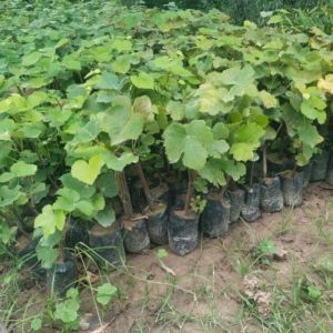 Organic Grapes Plants, Color : Green