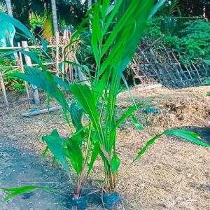 Oil Production Plant