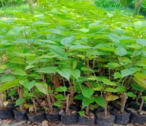 Hybrid Mulberry Fruit Plant, Color : Green Leaves