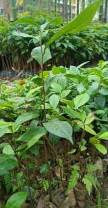 Instant Tea Plants, Color : Green