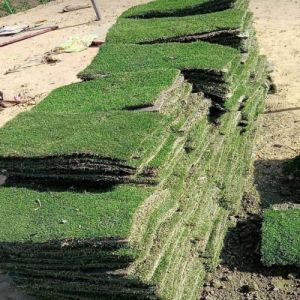 Natural Carpet Lawn Grass, Color : Green for Outdoor