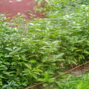 Orange Plant, Color : Green for Farming