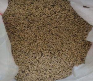 Rupai Bamboo Seeds, Color : Natural, Packaging Type : PP Bags
