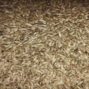 Tulda Bamboo Seeds, Color : Natural, Packaging Type : PP Bags