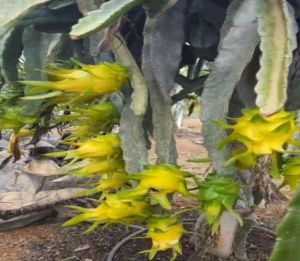 Yellow Dragon Fruit Plant, Color : Green