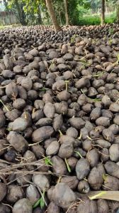 Coconut Seedling, Seed Type : Natural, Packaging Type : Plastic Bag