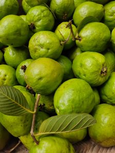 Organic Fresh Green Guava, Quality Available : B Grade