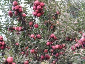 kashmiri apple