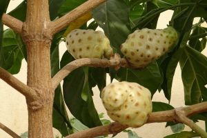 Fresh Noni Fruit