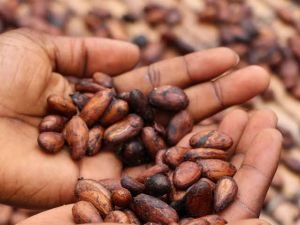 Cocoa Beans, Brand Name : RemiAgro Nig. Enterprises