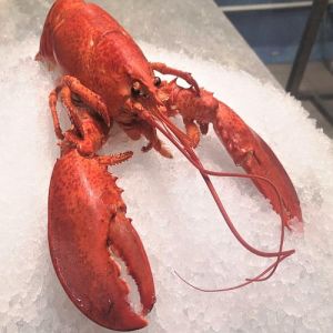 High Quality Frozen Lobster, Color : Orange for Cooking