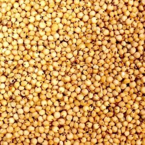 Sorghum Millet Seeds, Color : Brown, Packaging Type : Bag