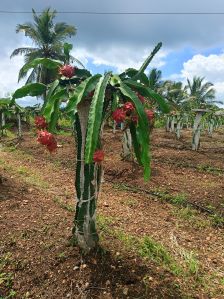 Fresh Dragon Fruit, Packaging Size : 5Kg, 10Kg, 20Kg, 25Kg
