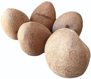 Hard Dry Coconuts, Color : White
