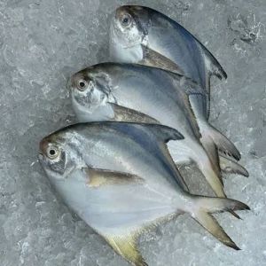 Pomfret Fish