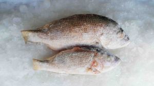Freeze White Grouper Fish