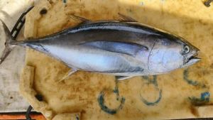 Fresh Black Tuna Fish