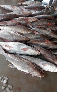 Fresh River Cat Fish, Packaging Type : Vacuum-sealed for Cooking