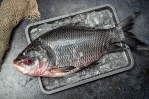 Katla Fish, Packaging Type : Thermocol Box for Cooking