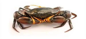 Mud Crab for Cooking