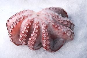 Fresh Whole Clean Octopus, Color : Purple/White for Cooking