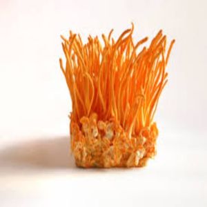 Cordyceps Militaris, Color : Orange, Form : Raw (Dried)