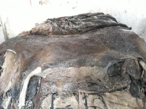 Dry Salted Horse Hides