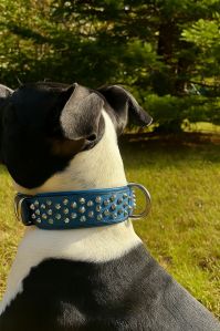 Studs Very Exclusive Design Leather Collar, Buckle Material : Brass