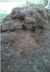 cow dung powder