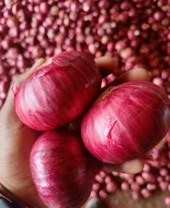 Fresh Red Onion, Shape : Round, Packaging Type : Gunny Bag