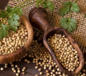 Organic coriander seeds, Packaging Size : 5-25kg 9%