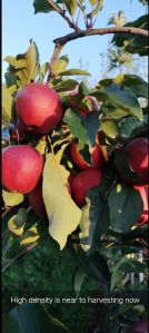Organic fresh apple, Packaging Size : 15Kg, 25Kg