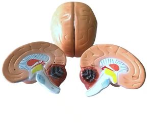Human Brain Models